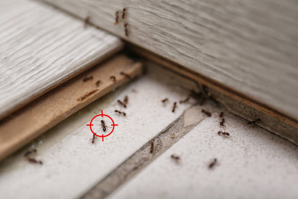 Best Spider Control Near Me  in Granite Quarry, NC