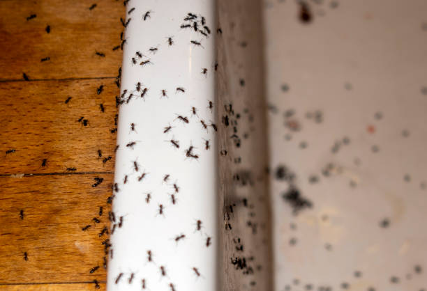 Best Rat Extermination Near Me  in Granite Quarry, NC