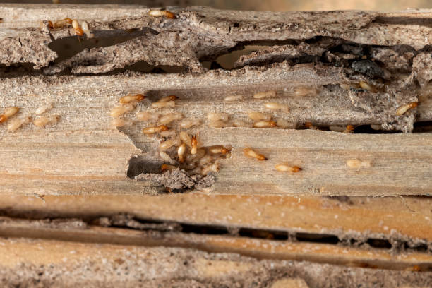 Best Wildlife Control Services  in Granite Quarry, NC