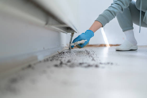 Best Ant Control Services  in Granite Quarry, NC